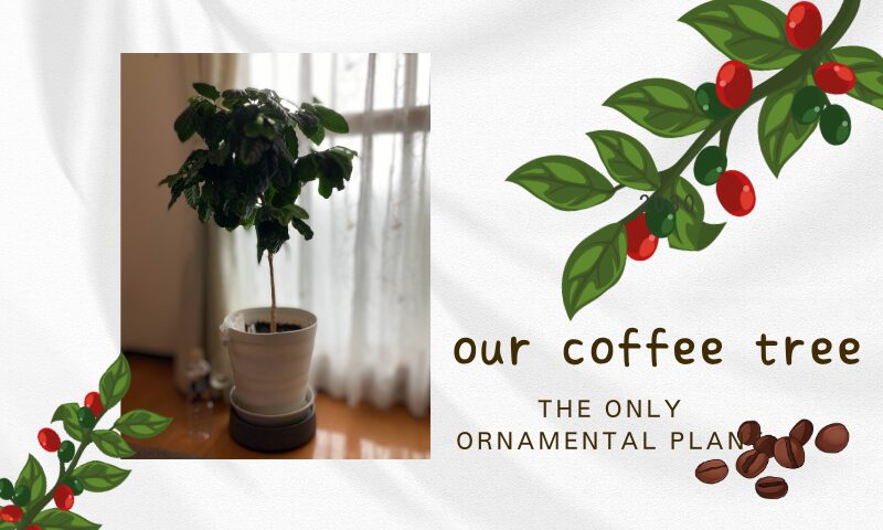 The only houseplant - coffee tree